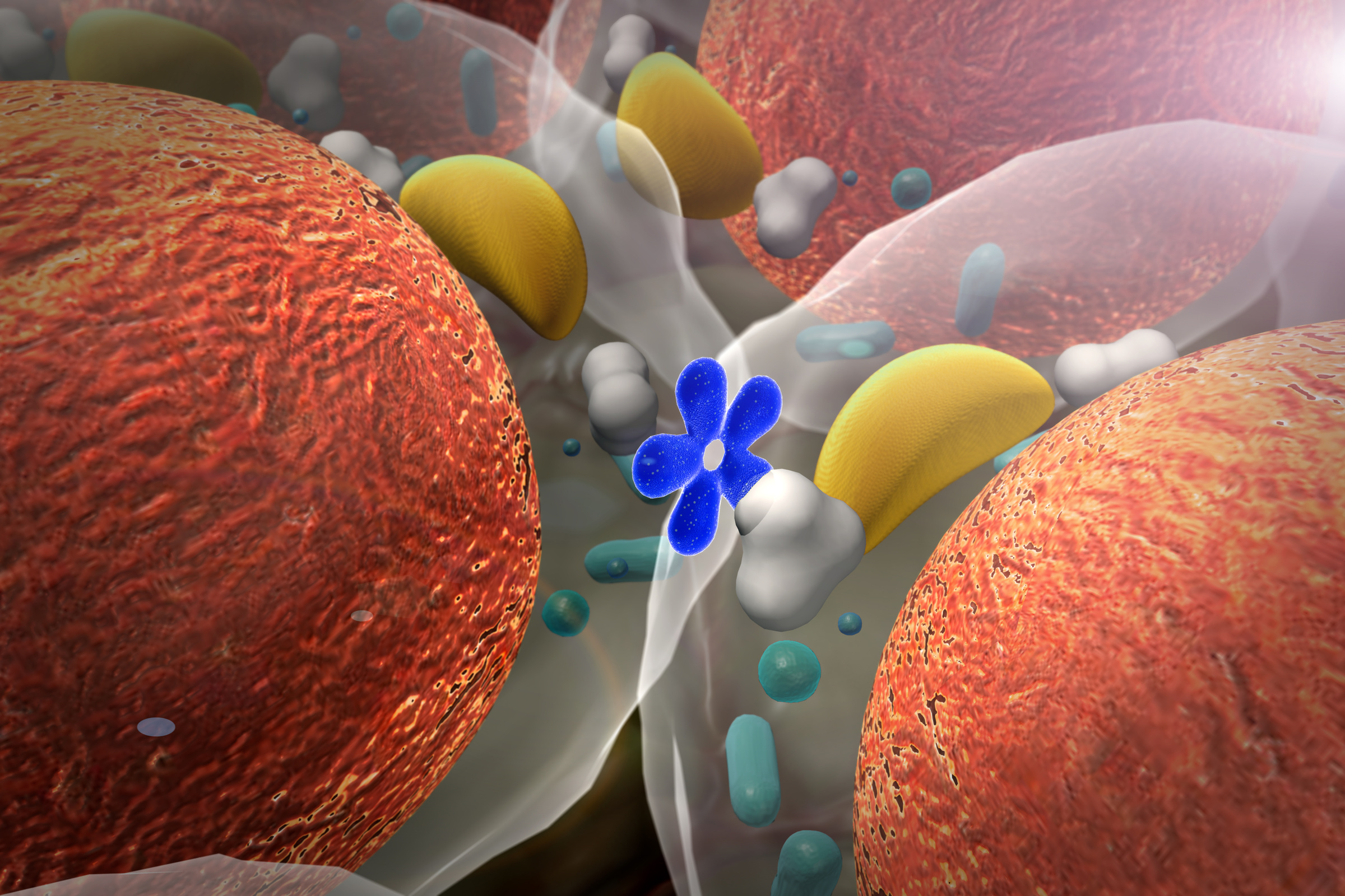 organelle, hormone